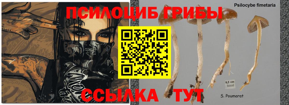 Ногинск  как найти   Вход с VPN  Галлюциногенные грибы Psilocybine cubensis 